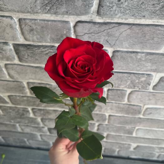 Rose, variety Freedom 60 cm