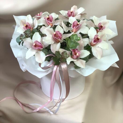 Delicate Orchid