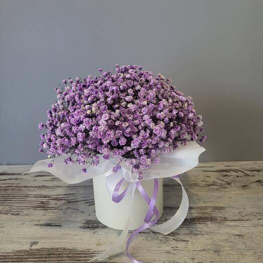 Gypsophila en Caja