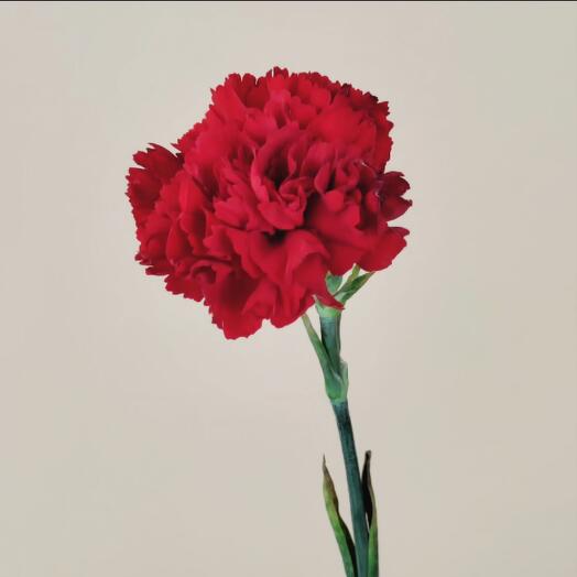 Red carnation