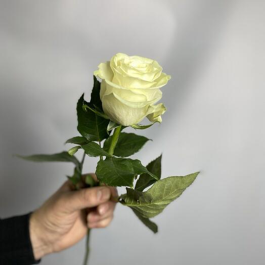 Роза Эквадор Мондиаль 60 см