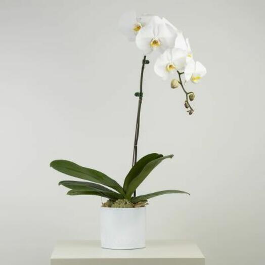 White Orchid Plant