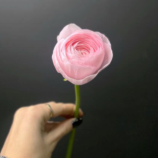 Ranunculus pink