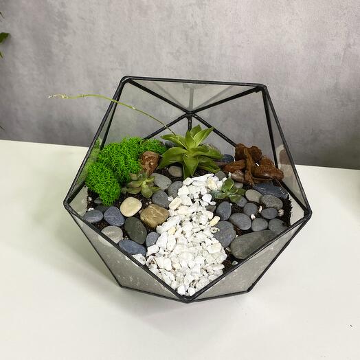 Три суккулента в флорариуме икосаэдр S (Small, маленький)