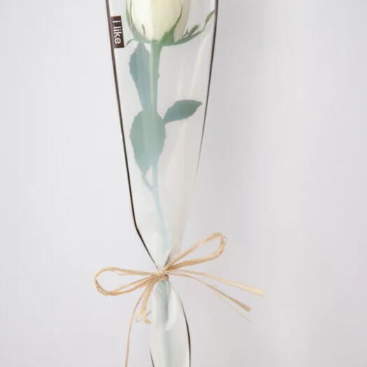 White Single Rose