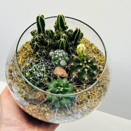 Флорариум Sahara! 🌵🎍🪴 комнатные цветы радуют всегда! =)