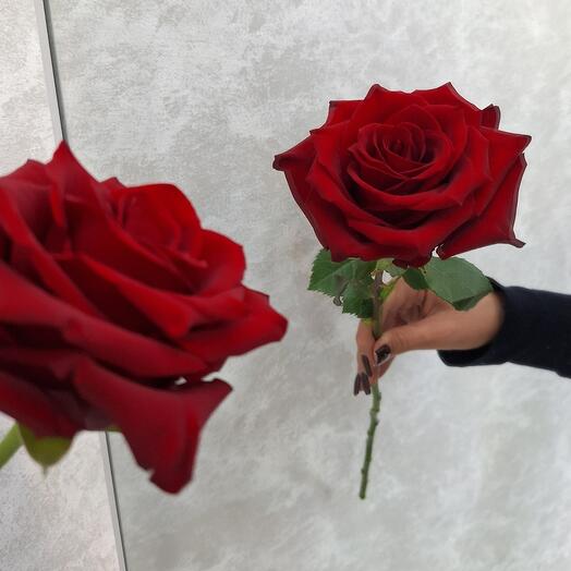 Роза одноголовая