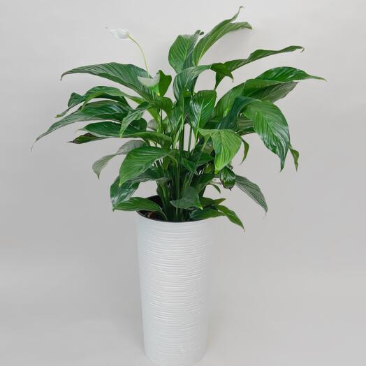 Спатифиллиум 95 см