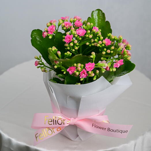 Pink Kalanchoe Plant