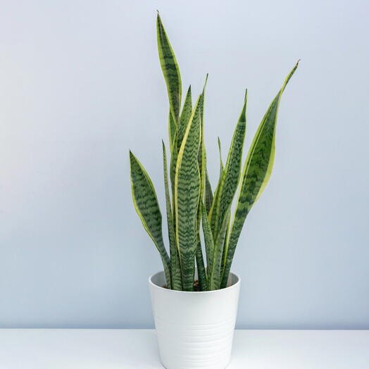 Sansevieria Planta