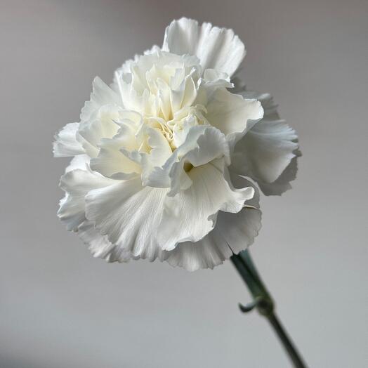 Dianthus"Encaje"