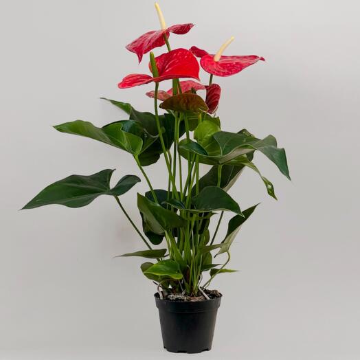 Комнатное растение Art Flowers Антуриум