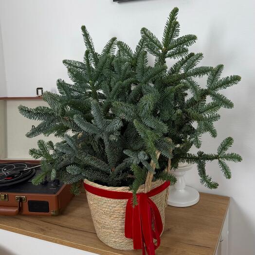 Корзина из хвои М