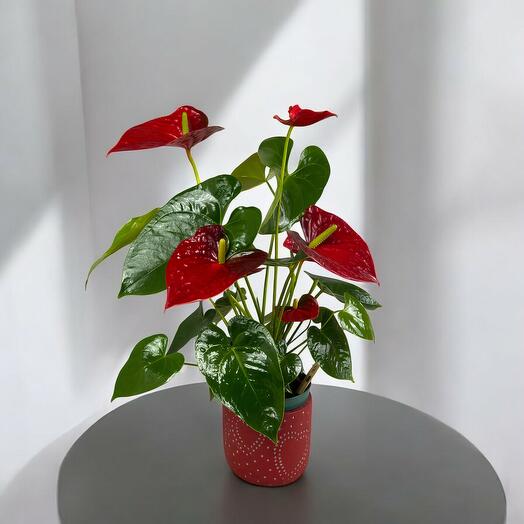 Anthurium Encanto Rojo