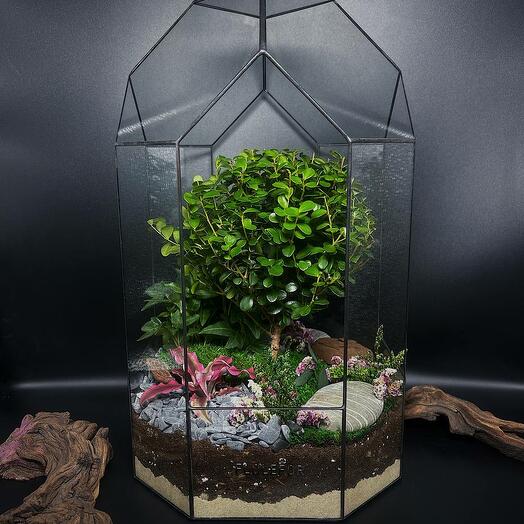 Флорариум с мирсиной африканской "Дерево счастья"