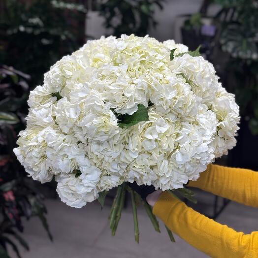 White hydrangea 29 pieces