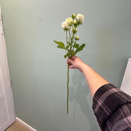 Кустовые белые розы