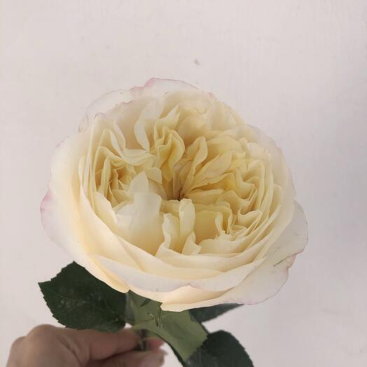 Rosa peonía