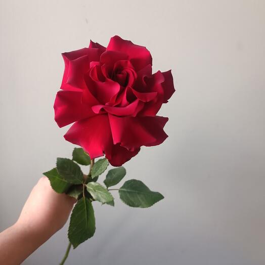 Кружевная Роза 🌹