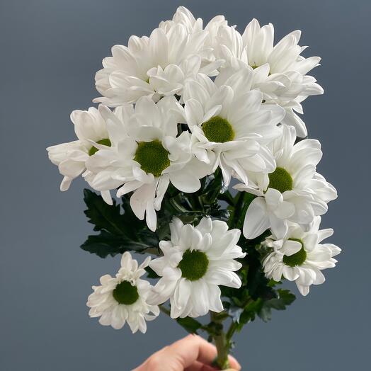 Хризантема кустовая «Bakardi white