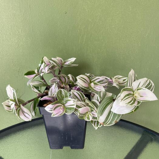 Традесканция вариегатная гладкая