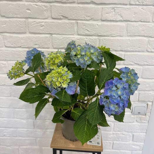 Гортензия голубая