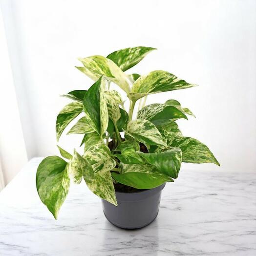 Marble Queen Pothos (Epipremnum Pinnatum) – 30cm Variegated Money Plant | Easy-Care Indoor Vine