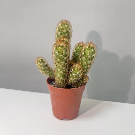 Кактус🌵
