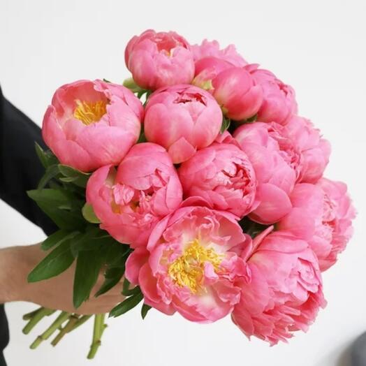 Pivoine corail