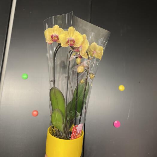 Orchidee Jaune + C Pot 🫙