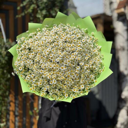 Ромашки кустовые 51 шт