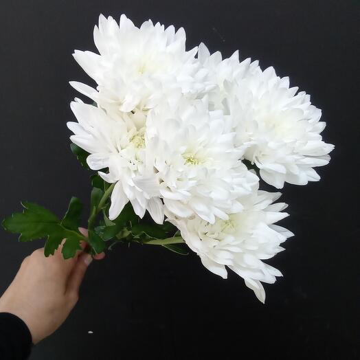 Хризантема кустовая белая