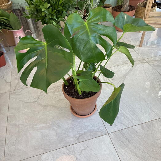 Monstera deliciosa terracota saksı ile