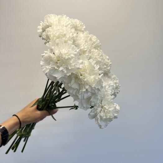 15 Белоснежных Диантусов