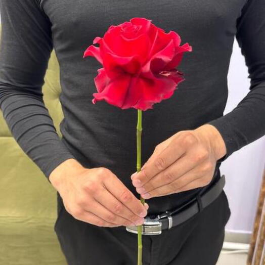 Роза Французская красная