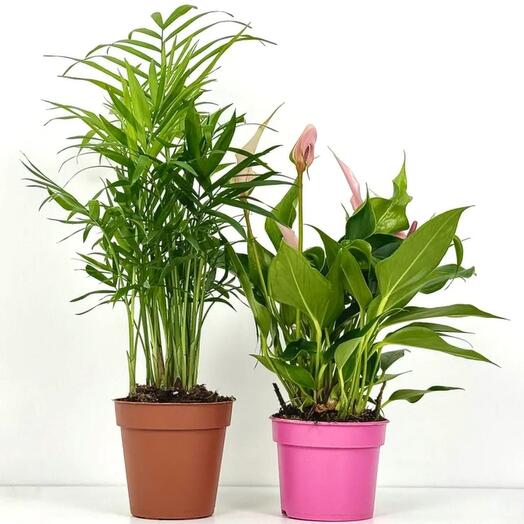 Набор 2 растения Хамедорея Антуриум Лилли в горшке D9