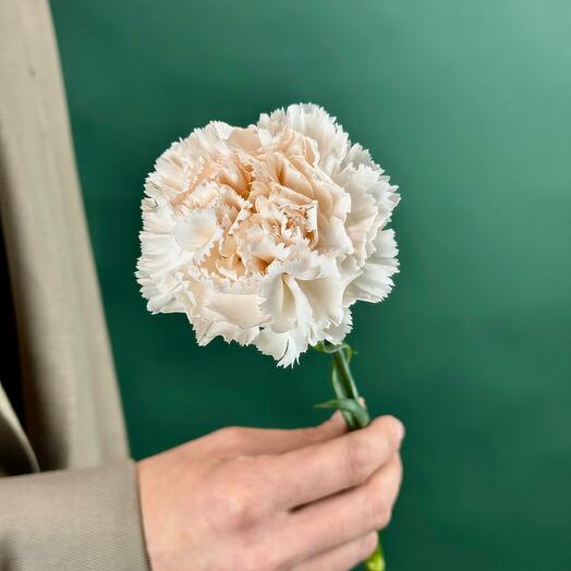 Диантус (Гвоздика) крем