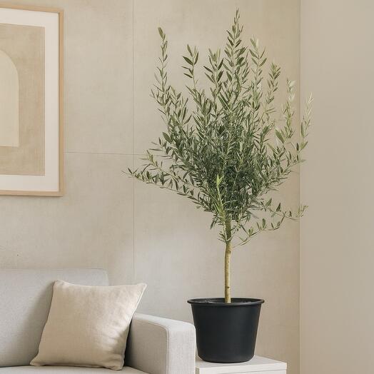 Olea Europaea