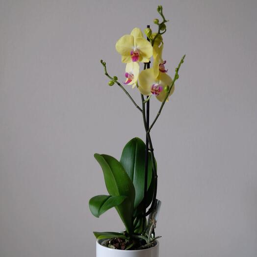 Фаленопсис Лимонный