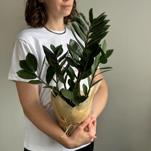 Замиокулькас