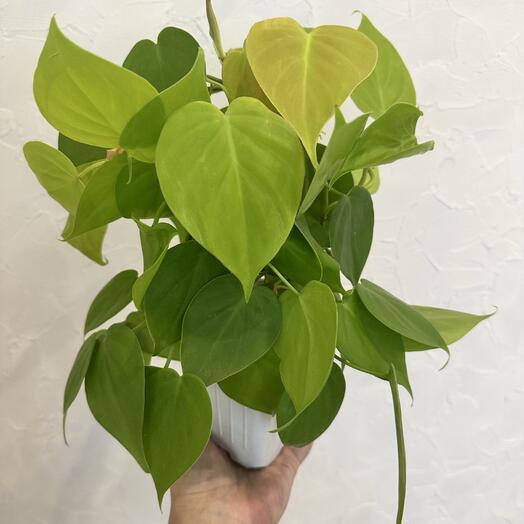 Филодендрон Лемон Лайм Lemon Lime