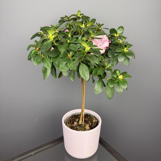 Живое Растение Азалия в кашпо  D14 Высота 60 см