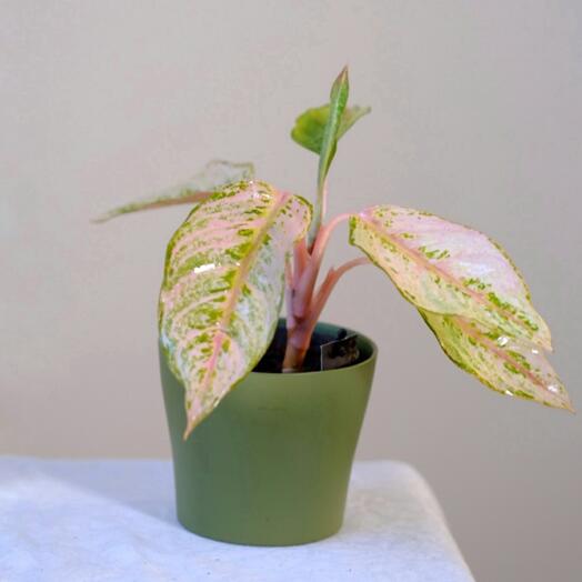 Аглонема Крит