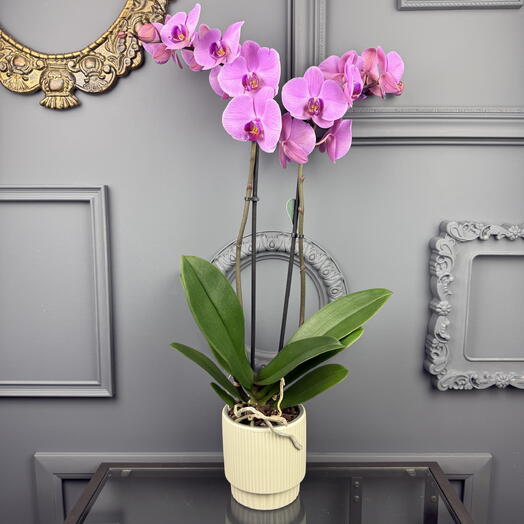 Орхидея фаленопсис сортовая в керамическом кашпо, высота 70см