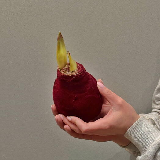 Красный амариллис в бордовой луковице