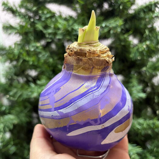 Амариллис в воске