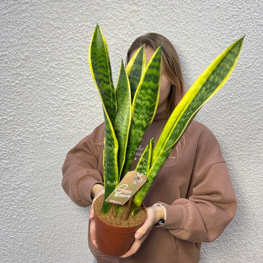 Cансевиерия трёхполосная (Sansevieria trifasciata)