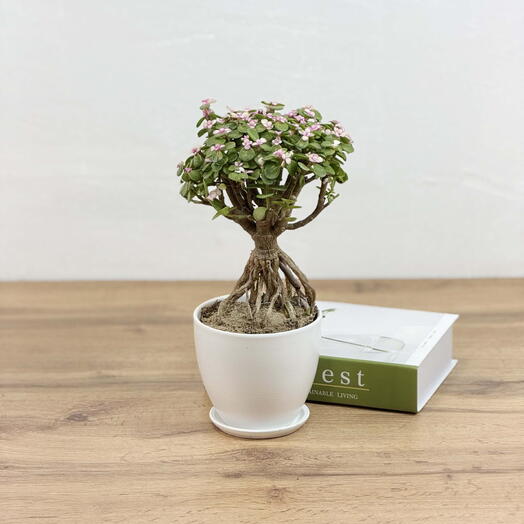 Бонсай Портулакария Афра в белом горшке