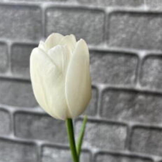 Белый тюльпан