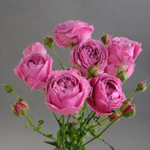 Пиона видная  роза  MISty  BUBBLES